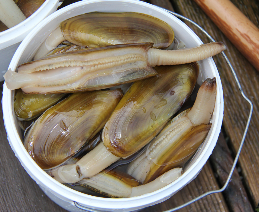 How To Dig Razor Clams: The Ultimate Guide To The Pacific's